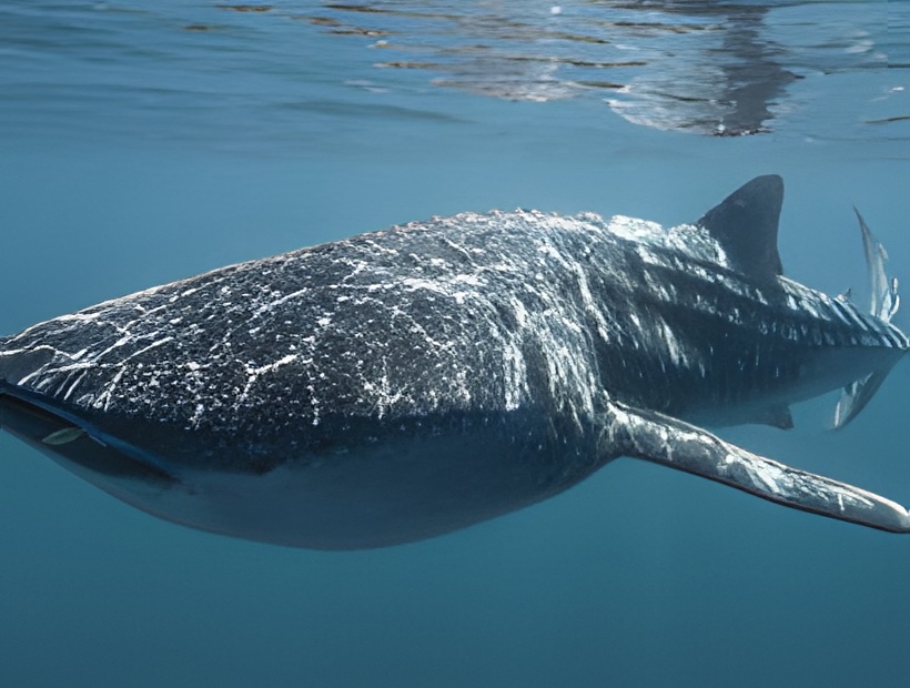 10 Days Perth & Ningaloo Reef Escape