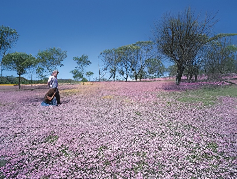 14 Days Best of WA's Wildflower Country & South West