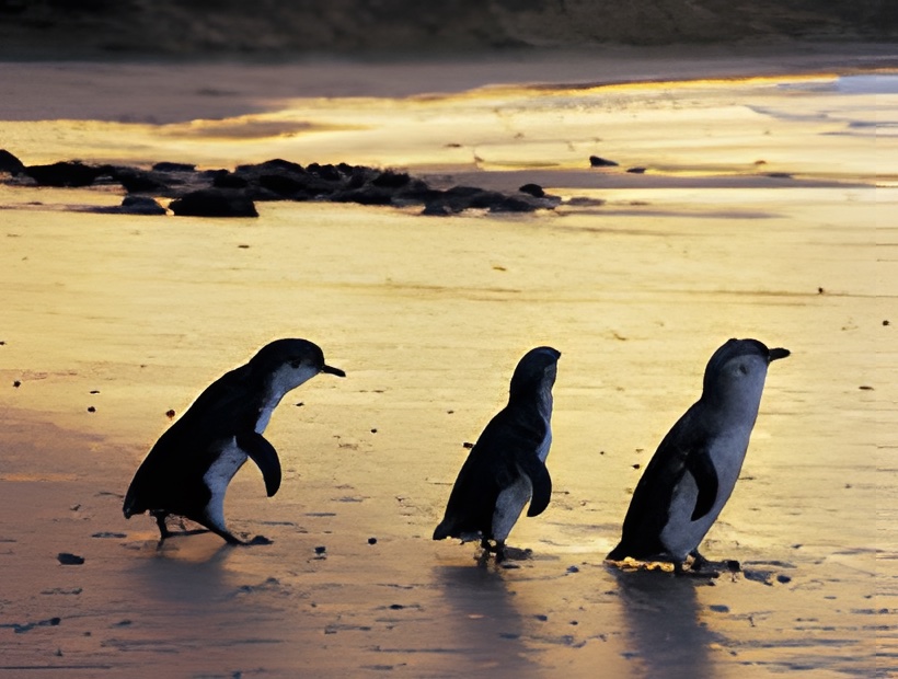 9 Days Sapphire Coast, Gippsland, Wilsons Promontory & Phillip Island