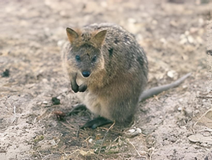 9 Days Margaret River & Rottnest Discovery