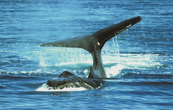 6 Days Fraser and Coral Coast Discovery